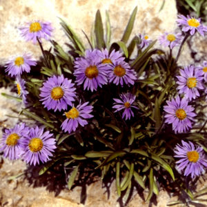 Aster Andersona