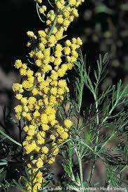 Bylica Boże drzewko 'Cola Bush’  (Artemisia procera)