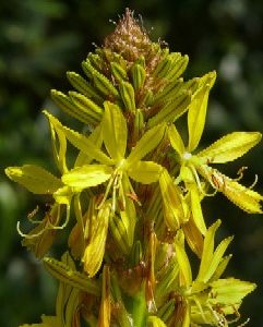 Złotnica żółta  (Asphodeline lutea)