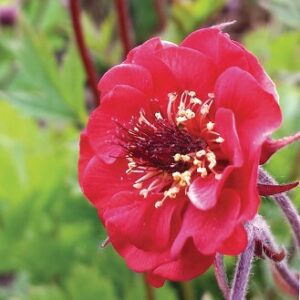 Kuklik 'Flames of Passion’ (Geum rivale)