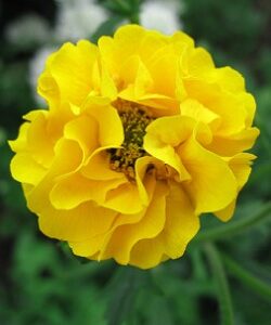 Kulik chilijski 'Goldball’  (Geum chiloense)